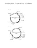 TRANSFORMANT WHICH PRODUCES GLYCINE REPEAT SEQUENCE PROTEIN diagram and image