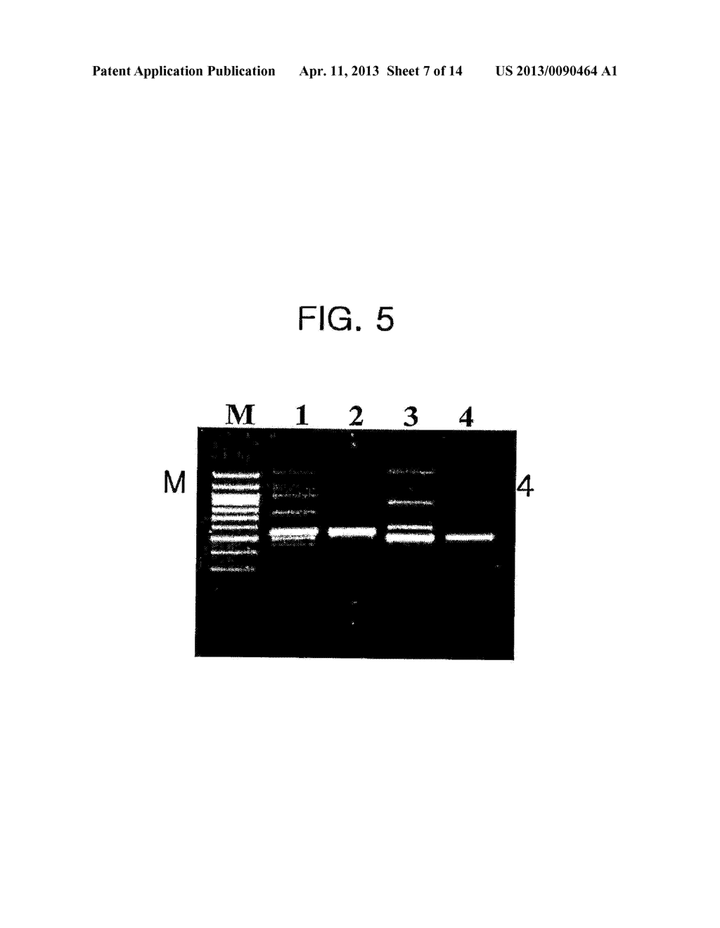 Process Using Dual Specificity Oligonucleotide and Dual Specificity     Oligonucleotide - diagram, schematic, and image 08