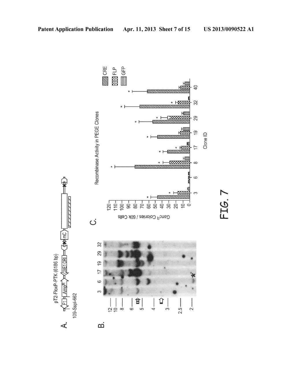 METHOD AND MATERIALS FOR PRODUCING A GENETICALLY MODIFIED ANIMAL - diagram, schematic, and image 08