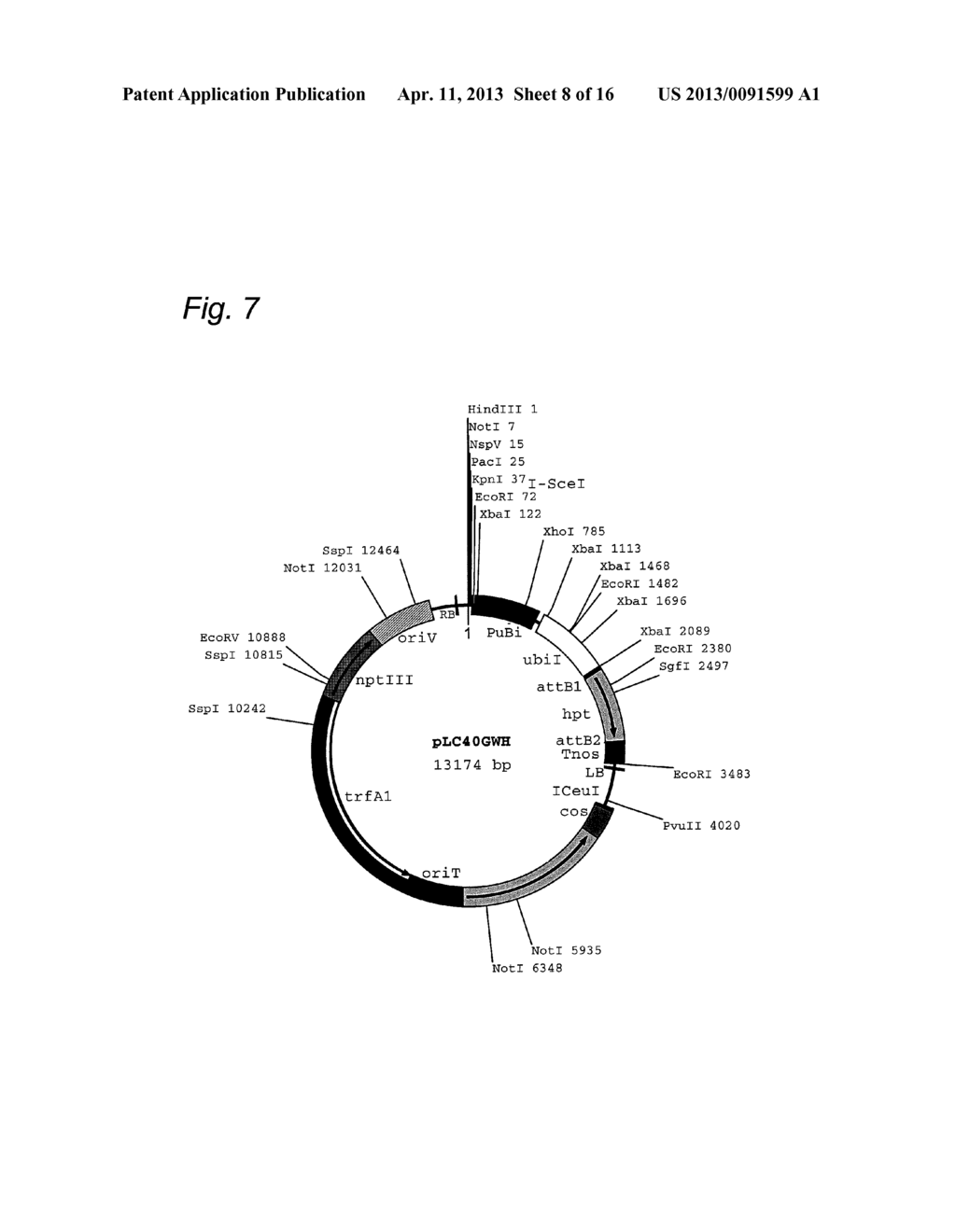 Cosmid Vector for Transforming Plant and Use Thereof - diagram, schematic, and image 09