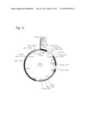 Cosmid Vector for Transforming Plant and Use Thereof diagram and image