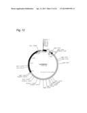 Cosmid Vector for Transforming Plant and Use Thereof diagram and image