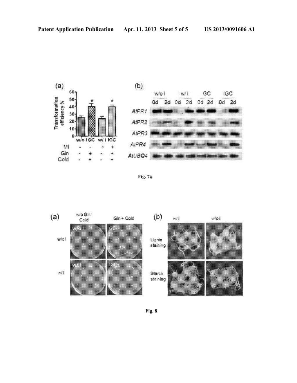 Methods and compositions for enhanced Agrobacterium-mediated     transformation Efficiency - diagram, schematic, and image 06