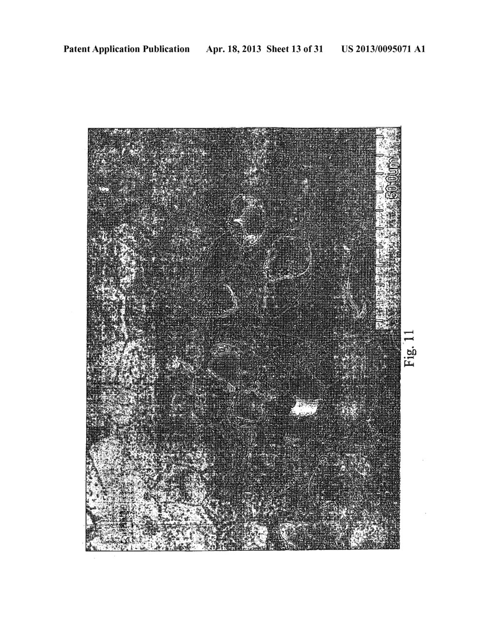 METHOD OF TREATING OR PREVENTING HEARING LOSS - diagram, schematic, and image 14