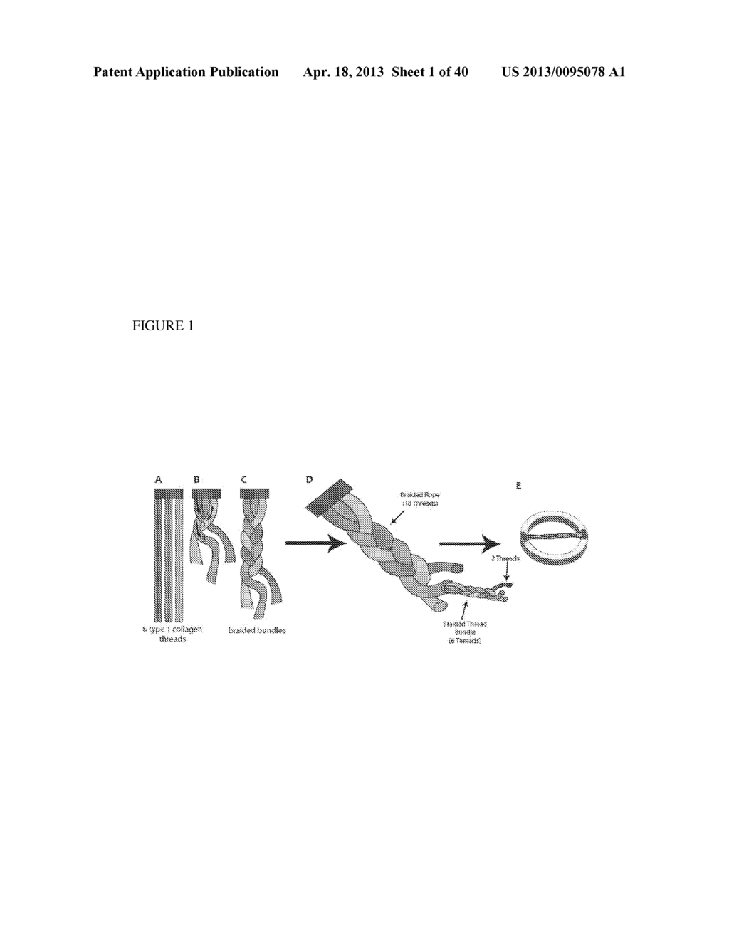 METHODS FOR REGENERATING SKELETAL MUSCLE - diagram, schematic, and image 02