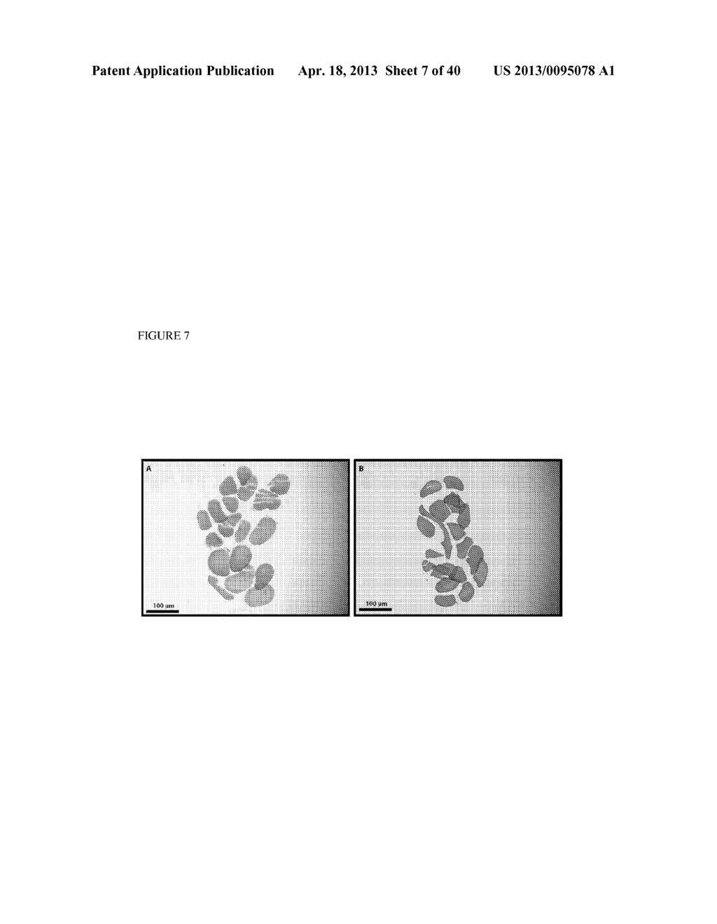 METHODS FOR REGENERATING SKELETAL MUSCLE - diagram, schematic, and image 08