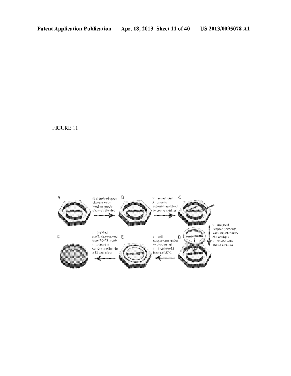 METHODS FOR REGENERATING SKELETAL MUSCLE - diagram, schematic, and image 12