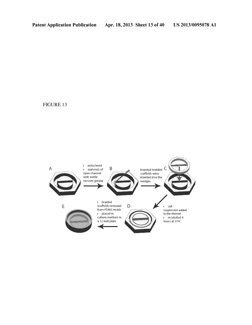 METHODS FOR REGENERATING SKELETAL MUSCLE - diagram, schematic, and image 14