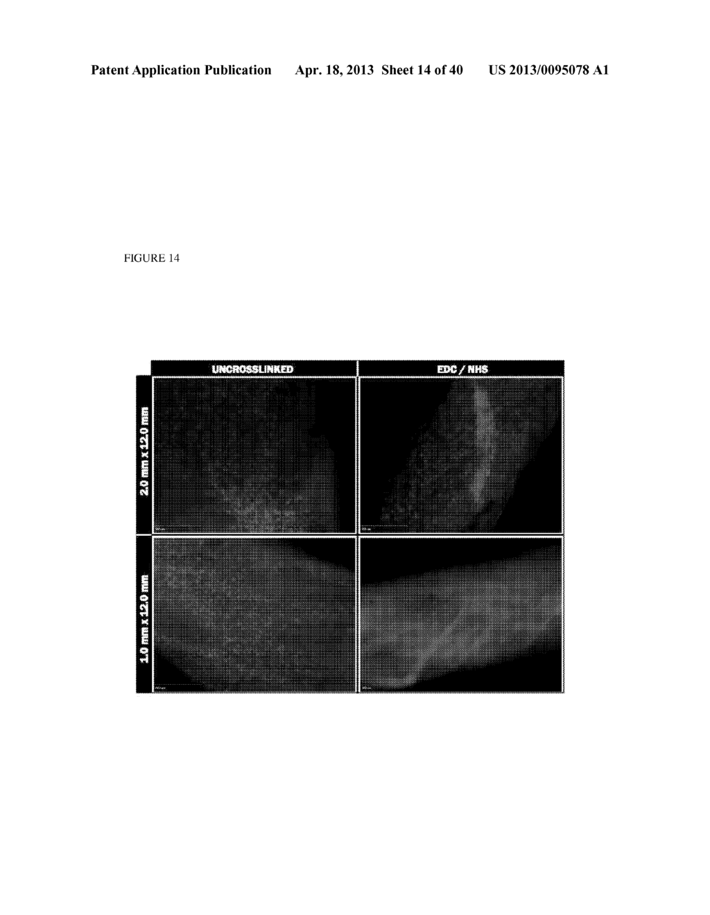 METHODS FOR REGENERATING SKELETAL MUSCLE - diagram, schematic, and image 15