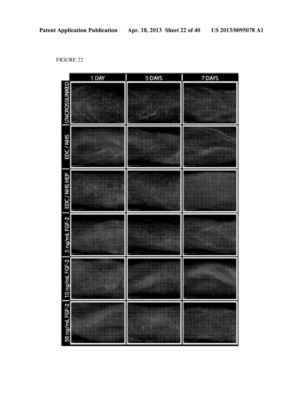 METHODS FOR REGENERATING SKELETAL MUSCLE - diagram, schematic, and image 23