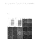 METHODS FOR REGENERATING SKELETAL MUSCLE diagram and image