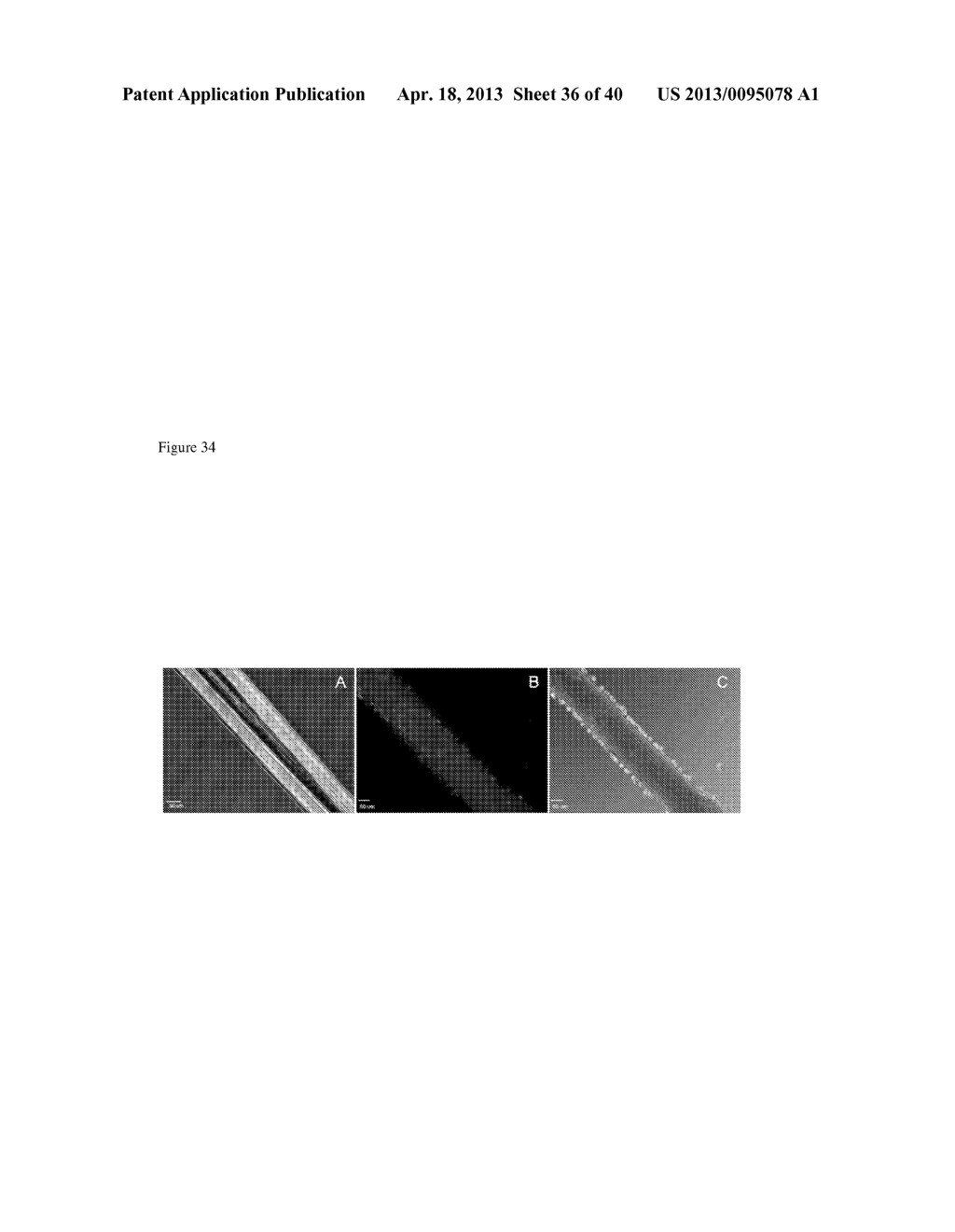 METHODS FOR REGENERATING SKELETAL MUSCLE - diagram, schematic, and image 37