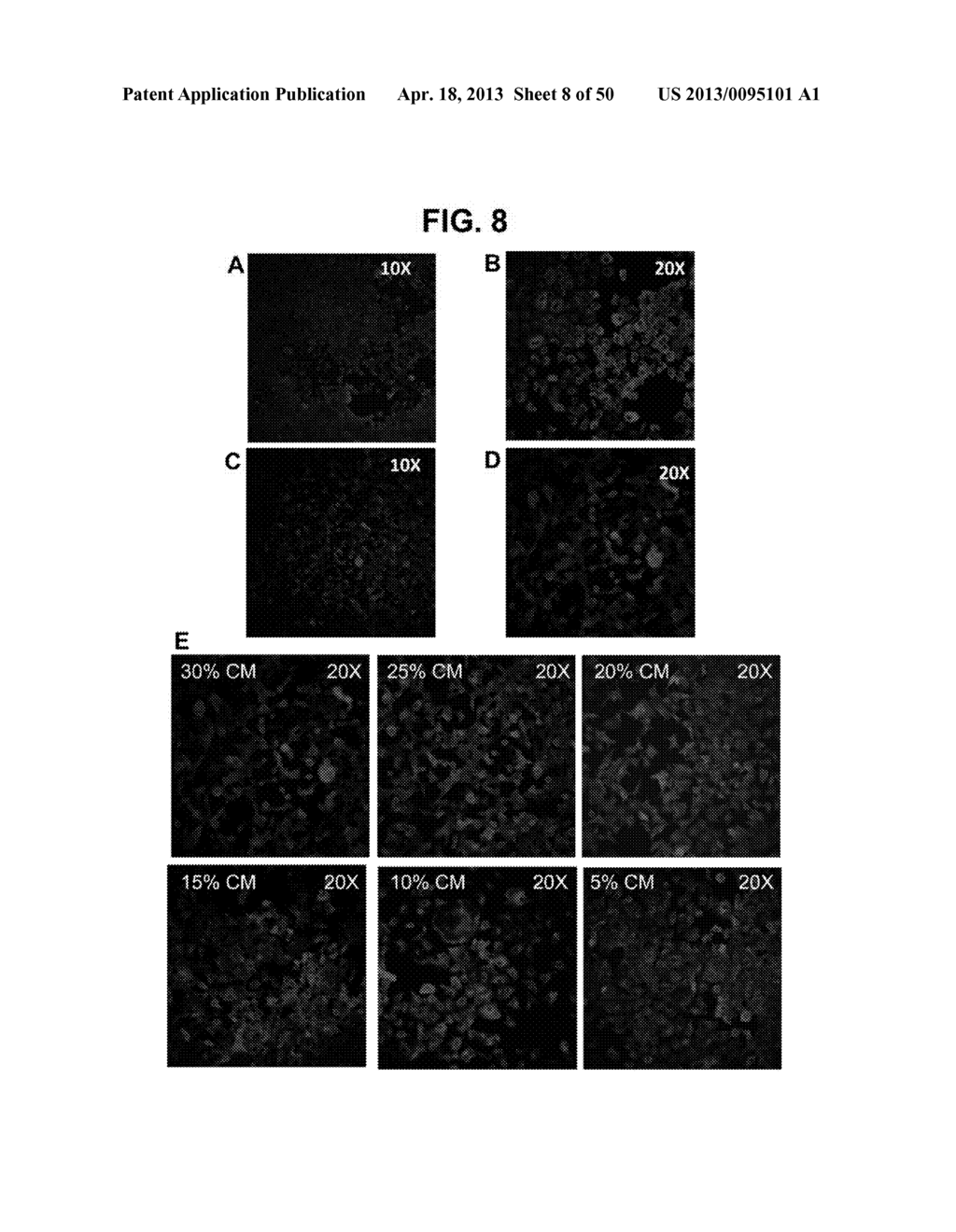 METHODS AND COMPOSITIONS FOR TREATMENT AND DIAGNOSIS OF FIBROSIS, TUMOR     INVASION, ANGIOGENESIS, AND METASTASIS - diagram, schematic, and image 09