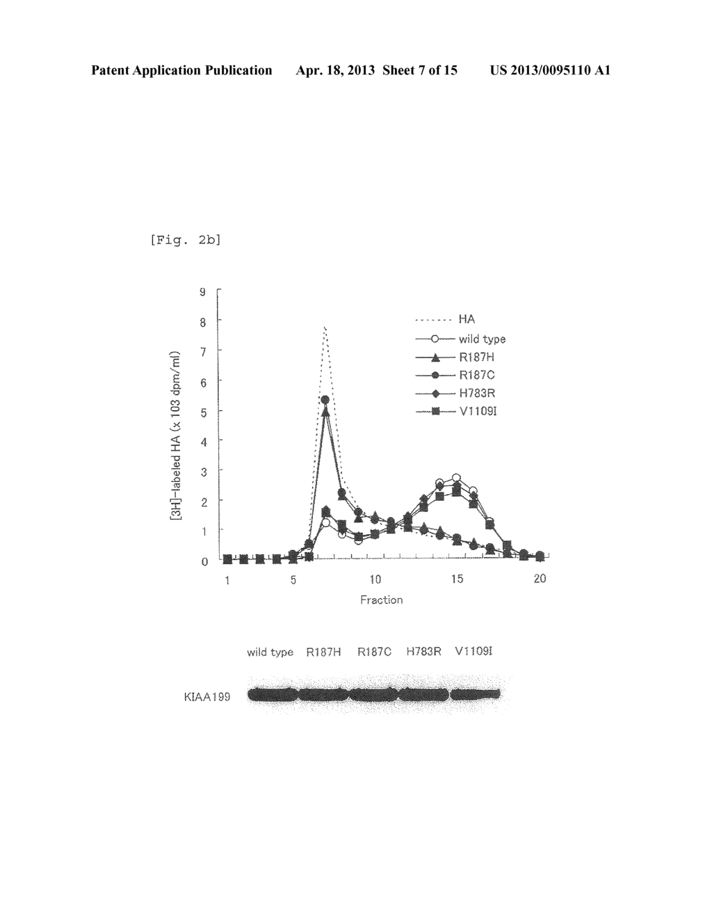 Hyaluronic Acid Decomposition-Promoting Factor and Inhibitor Thereof - diagram, schematic, and image 08