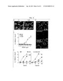 STAPHYLOCOCCUS AUREUS LEUKOCIDINS, THERAPEUTIC COMPOSITIONS, AND USES     THEREOF diagram and image