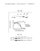 STAPHYLOCOCCUS AUREUS LEUKOCIDINS, THERAPEUTIC COMPOSITIONS, AND USES     THEREOF diagram and image