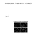 METHODS OF INHIBITING INFLAMMATION AND INFLAMMATORY DISEASES USING Gal-3BP     (BTBD17B, LGALS3BP, GALECTIN-3 BINDING PROTEIN, MAC-2 BINDING PROTEIN) diagram and image