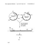 Tetravalent Dengue Vaccines diagram and image