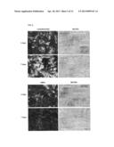 BIOMATERIAL FROM WHARTON S JELLY UMBILICAL CORD diagram and image