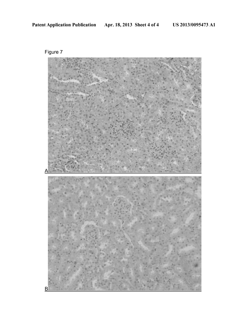 METHOD FOR DETERMINATION OF TARGET CELLS OR TISSUE FOR EXTRACTION OF     BIOMOLECULES FROM FIXED BIOLOGICAL SAMPLES - diagram, schematic, and image 05