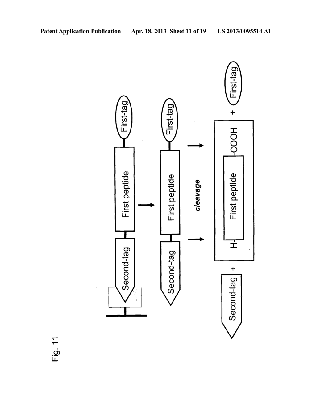 Method for Determining the Concentration of a Peptide - diagram, schematic, and image 12