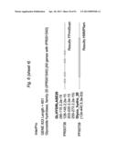 BIFIDOBACTERIAL GENE SEQUENCES AND THEIR USE diagram and image