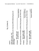 BIFIDOBACTERIAL GENE SEQUENCES AND THEIR USE diagram and image