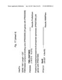 BIFIDOBACTERIAL GENE SEQUENCES AND THEIR USE diagram and image