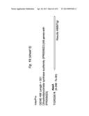 BIFIDOBACTERIAL GENE SEQUENCES AND THEIR USE diagram and image