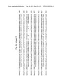 BIFIDOBACTERIAL GENE SEQUENCES AND THEIR USE diagram and image