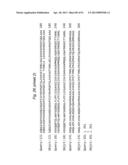 BIFIDOBACTERIAL GENE SEQUENCES AND THEIR USE diagram and image