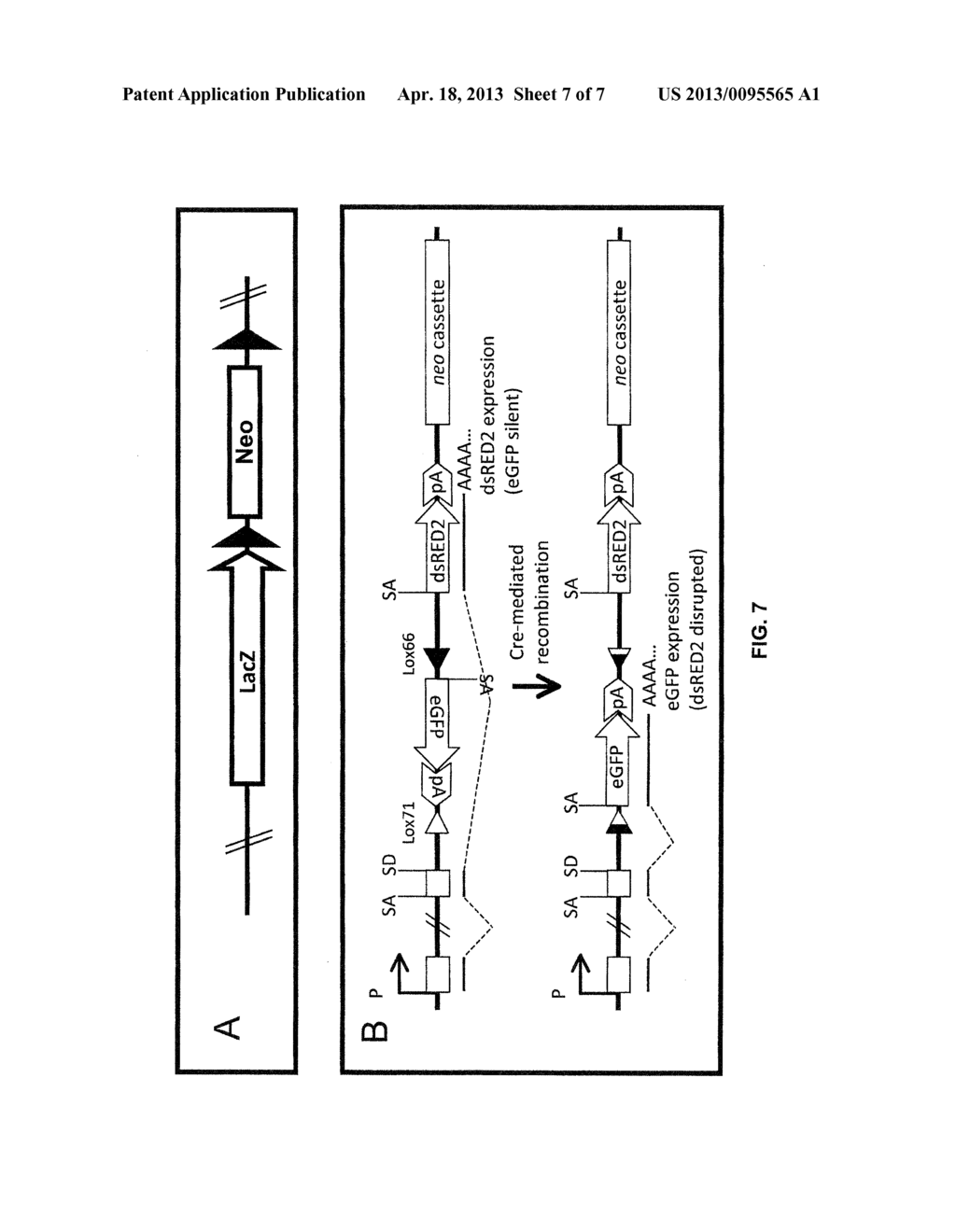 miRNA-Regulated Differentiation-Dependent Self-Deleting Cassette - diagram, schematic, and image 08