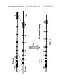 MESODERM AND DEFINITIVE ENDODERM CELL POPULATIONS diagram and image