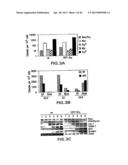 MESODERM AND DEFINITIVE ENDODERM CELL POPULATIONS diagram and image