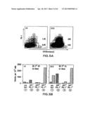 MESODERM AND DEFINITIVE ENDODERM CELL POPULATIONS diagram and image