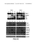 MESODERM AND DEFINITIVE ENDODERM CELL POPULATIONS diagram and image