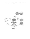 MESODERM AND DEFINITIVE ENDODERM CELL POPULATIONS diagram and image