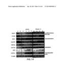 MESODERM AND DEFINITIVE ENDODERM CELL POPULATIONS diagram and image