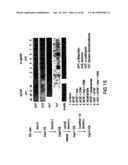 MESODERM AND DEFINITIVE ENDODERM CELL POPULATIONS diagram and image