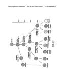 MESODERM AND DEFINITIVE ENDODERM CELL POPULATIONS diagram and image