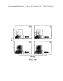 MESODERM AND DEFINITIVE ENDODERM CELL POPULATIONS diagram and image