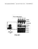 MESODERM AND DEFINITIVE ENDODERM CELL POPULATIONS diagram and image