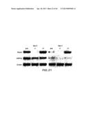 MESODERM AND DEFINITIVE ENDODERM CELL POPULATIONS diagram and image