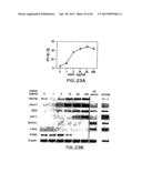 MESODERM AND DEFINITIVE ENDODERM CELL POPULATIONS diagram and image