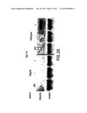 MESODERM AND DEFINITIVE ENDODERM CELL POPULATIONS diagram and image