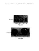 MESODERM AND DEFINITIVE ENDODERM CELL POPULATIONS diagram and image