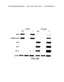 MESODERM AND DEFINITIVE ENDODERM CELL POPULATIONS diagram and image