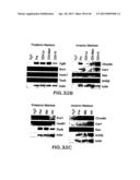 MESODERM AND DEFINITIVE ENDODERM CELL POPULATIONS diagram and image