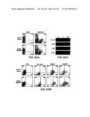 MESODERM AND DEFINITIVE ENDODERM CELL POPULATIONS diagram and image