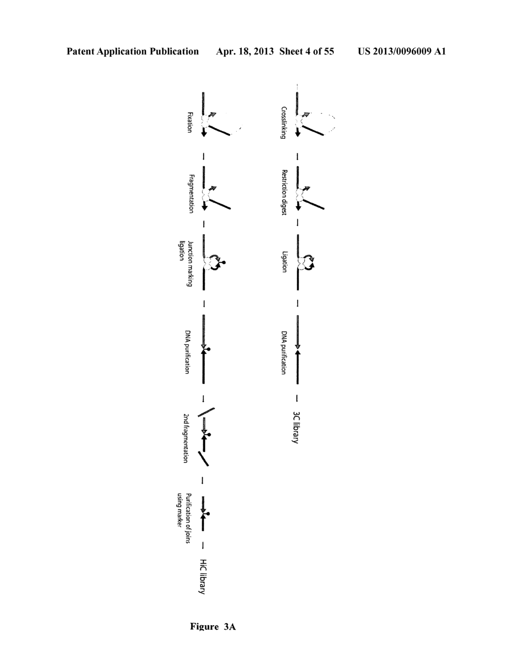 METHODS OF IDENTIFYING INTERACTIONS BETWEEN GENOMIC LOCI - diagram, schematic, and image 05